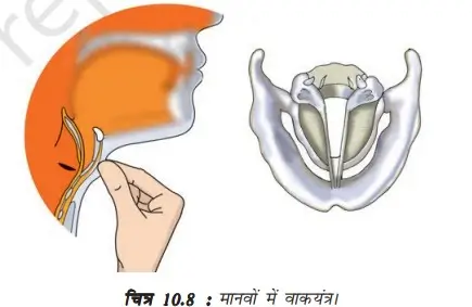 मानव वाक्यंत्र का चित्र बनाइए तथा इसके कार्य की अपने शब्दों में व्याख्या कीजिए।
