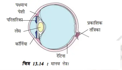 मानव नेत्र का एक नामांकित रेखाचित्र बनाइए