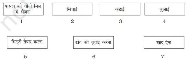 निम्न बॉक्स को सही क्रम में इस प्रकार लगाइए कि गन्ने की फसल उगाने का रेखाचित्र तैयार हो जाए